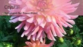  Presentation with dahlia - Presentation having beautiful-pink-dahlia-pinnata-flower background and a coral colored foreground