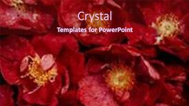  Presentation with pink flowers - Presentation consisting of beautiful-pink-dogrose-flowers-background background and a crimson colored foreground