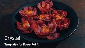  Presentation with pink flowers - PPT layouts having beautiful-pink-dogrose-flowers background and a wine colored foreground