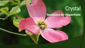  Presentation with dogwood - Theme consisting of beautiful pink dogwood blossom macro background and a forest green colored foreground