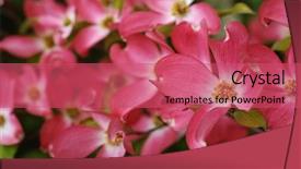  Presentation with dogwood - Theme with beautiful pink dogwood blossoms closeup background and a red colored foreground