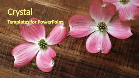  Presentation with dogwood - Audience pleasing slides consisting of beautiful pink dogwood blossoms backdrop and a tawny brown colored foreground