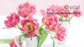  Presentation with peony - Presentation theme with beautiful pink double peony tulip background and a lemonade colored foreground