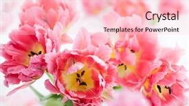 Presentation with peony - Cool new slide deck with beautiful pink double peony tulip backdrop and a  colored foreground