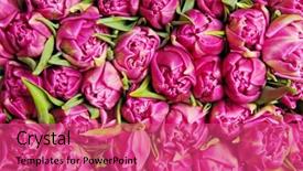 Presentation with tulips - Colorful slides enhanced with beautiful-pink-double-tulips-background backdrop and a red colored foreground