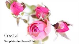  Presentation with pink rose - Cool new PPT theme with beautiful pink dried roses isolated backdrop and a white colored foreground