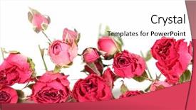  Presentation with pink rose - Presentation theme featuring beautiful pink dried roses isolated background and a white colored foreground