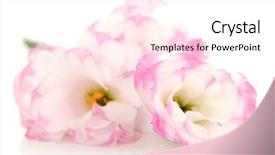  Presentation with pink white - PPT layouts consisting of beautiful pink eustoma isolated on white background and a white colored foreground