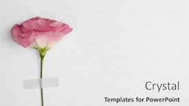  Presentation with light pink - 