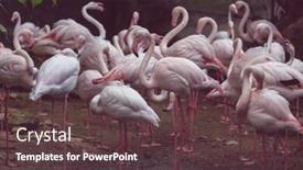  Presentation with flamingo - Colorful presentation theme enhanced with beautiful-pink-flamingo-close-up backdrop and a tawny brown colored foreground