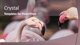 Presentation with flamingo - Cool new PPT theme with beautiful-pink-flamingo-close-up backdrop and a gray colored foreground