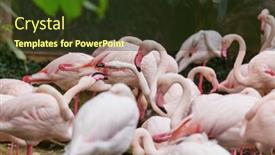  Presentation with flamingo - PPT layouts consisting of beautiful-pink-flamingo-close-up background and a tawny brown colored foreground