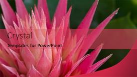  Presentation with orchid - Slides with beautiful-pink-flower-orchid background and a red colored foreground