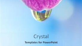  Presentation with water drop - Colorful PPT layouts enhanced with beautiful pink flower's petal with water drop on it backdrop and a light blue colored foreground