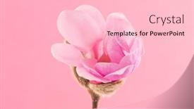  Presentation with magnolia - Amazing PPT theme having beautiful-pink-flowering-magnolia-blossom backdrop and a lemonade colored foreground
