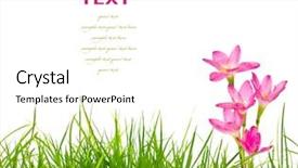  Presentation with beautiful spring flowers - Amazing PPT layouts having beautiful pink flowers and fresh backdrop and a cream colored foreground