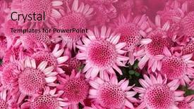  Presentation with chrysanthemum - Theme featuring beautiful pink flowers chrysanthemum background and a coral colored foreground