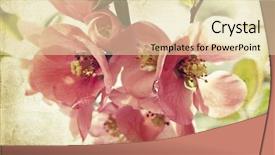  Presentation with pink flowers - Colorful presentation enhanced with beautiful pink flowers on vintage backdrop and a soft green colored foreground