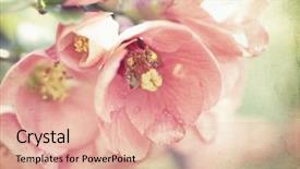  Presentation with pink flowers - Slides featuring beautiful pink flowers on vintage background and a coral colored foreground