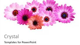  Presentation with pink flowers - Cool new presentation design with beautiful-pink-flowers-on-white backdrop and a white colored foreground