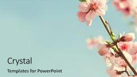  Presentation with pink flowers - Beautiful theme featuring beautiful pink flowers peach backdrop and a lemonade colored foreground