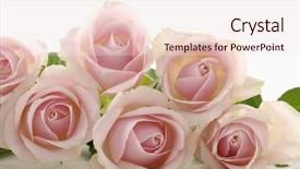  Presentation with pink flowers - Presentation theme with beautiful pink flowers roses background and a lemonade colored foreground