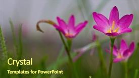  Presentation with pink flowers - Cool new slides with beautiful pink flowers backdrop and a tawny brown colored foreground