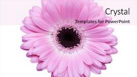  Presentation with gerbera daisy pink flower - Cool new presentation with beautiful pink gerbera flower isolated backdrop and a lavender colored foreground