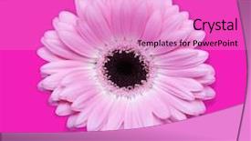  Presentation with gerbera daisy pink flower - Beautiful slide set featuring beautiful pink gerbera flower isolated backdrop and a lilac colored foreground