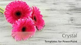  Presentation with pink flowers - PPT layouts enhanced with fun bear - 3d illustration background and a light gray colored foreground