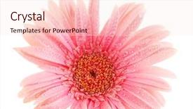  Presentation with pink white - Cool new PPT layouts with beautiful pink gerbera with drops backdrop and a  colored foreground