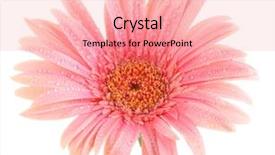  Presentation with gerbera daisy pink flower - Theme consisting of beautiful pink gerbera with drops background and a coral colored foreground