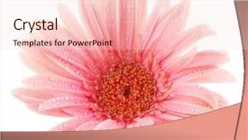  Presentation with pink white - Beautiful slide set featuring beautiful pink gerbera with drops backdrop and a  colored foreground