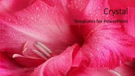  Presentation with abstract beautiful black pink glitter - Audience pleasing theme consisting of beautiful pink gladiolus close-up backdrop and a red colored foreground