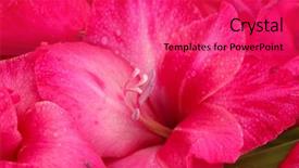  Presentation with pink - Slides featuring beautiful pink gladiolus close up background and a red colored foreground