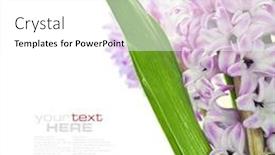  Presentation with sample - Slide set with beautiful pink hyacinths over white with easy removable sample text background and a white colored foreground