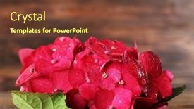  Presentation with hydrangea - 