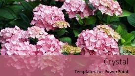  Presentation with hydrangea - PPT theme consisting of beautiful-pink-hydrangea background and a coral colored foreground