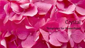  Presentation with abstract beautiful black pink glitter - Colorful theme enhanced with beautiful pink hydrangeas backdrop and a red colored foreground