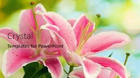  Presentation with pink green - Amazing slides having beautiful pink lily on green background backdrop and a coral colored foreground