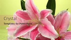  Presentation with pink green - 