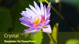  Presentation with pond - Colorful presentation theme enhanced with beautiful-pink-lily backdrop and a tawny brown colored foreground