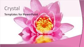  Presentation with pink lotus flower - 