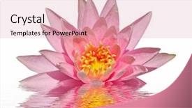  Presentation with lotus water - Beautiful presentation theme featuring beautiful pink lotus flower floating backdrop and a lemonade colored foreground