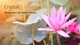  Presentation with lily lotus flower water - Presentation design consisting of beautiful pink lotus flower water lily on sunny background background and a yellow colored foreground