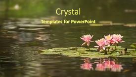  Presentation with lotus - 