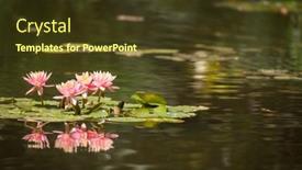  Presentation with lotus - 