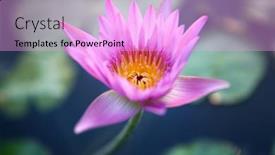  Presentation with lily lotus flower water - Presentation theme with beautiful-pink-lotus-or-water background and a lavender colored foreground
