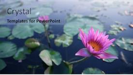  Presentation with lily lotus flower water - PPT theme featuring beautiful-pink-lotus-or-water background and a light blue colored foreground