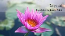  Presentation with lily lotus flower water - PPT theme featuring beautiful-pink-lotus-or-water background and a sky blue colored foreground